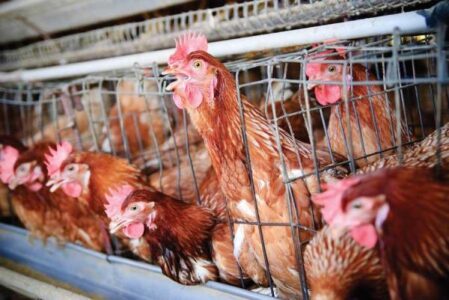 Campylobacter Infection: The Danger Lurking in Factory Farmed Chickens Image